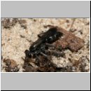 Pompilus cinereus - Wegwespe w35 10mm beim Spinnendiebstahl.jpg